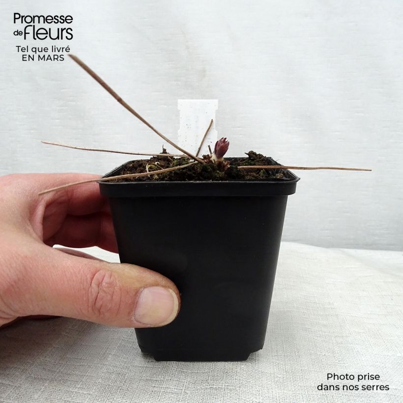 Spécimen de Géranium vivace maculatum Espresso Godet de 9cm tel que livré au printemps