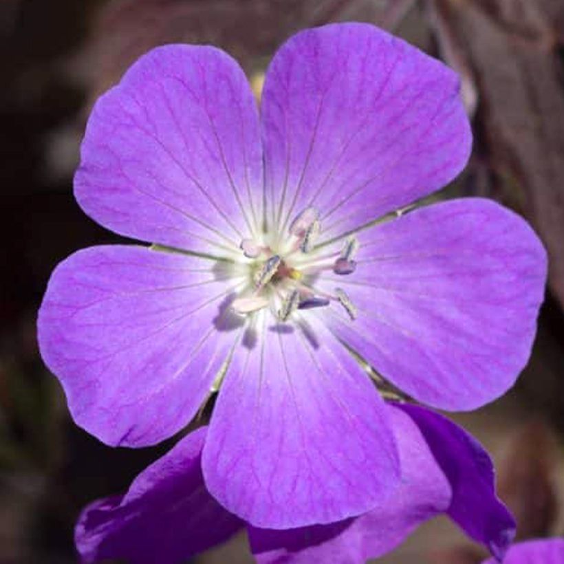 Geranium vivace maculatum Stormy Night (Floraison)