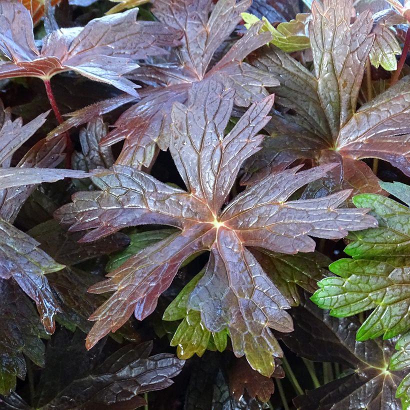 Geranium vivace maculatum Stormy Night (Feuillage)