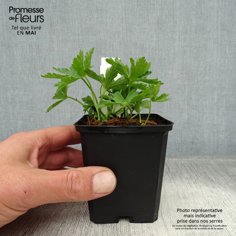 Spécimen de Géranium vivace maculatum var. album Godet de 9cm tel que livré au printemps