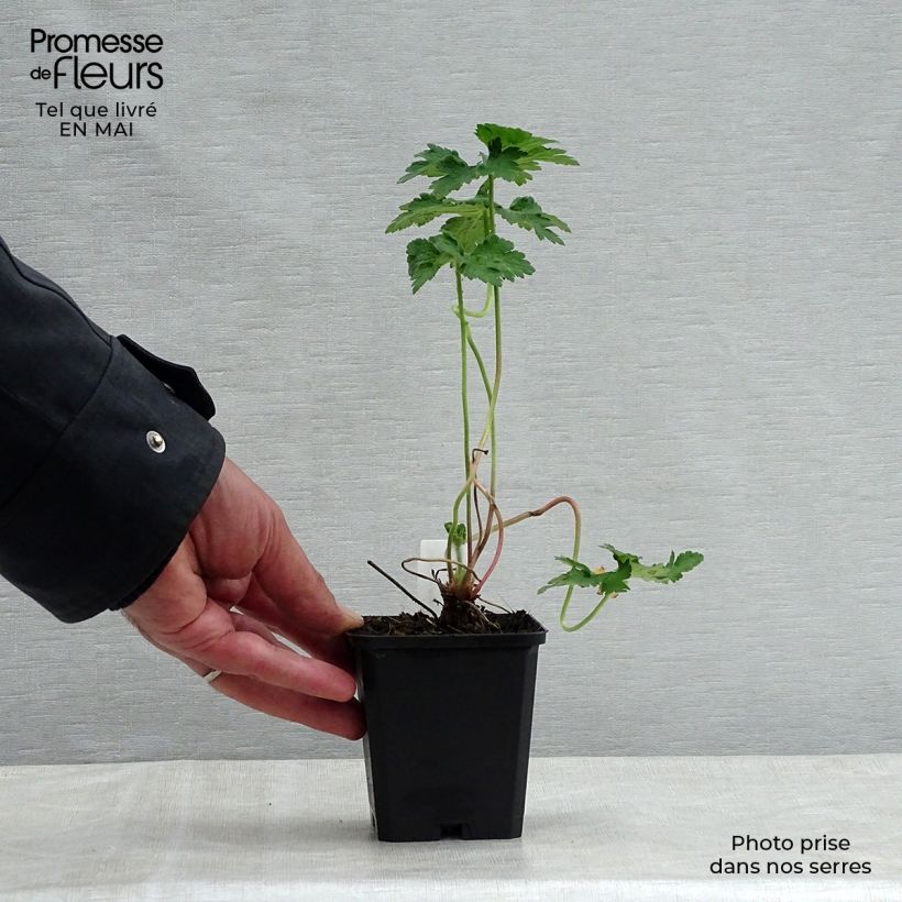 Spécimen de Géranium vivace magnificum Godet de 9cm tel que livré au printemps
