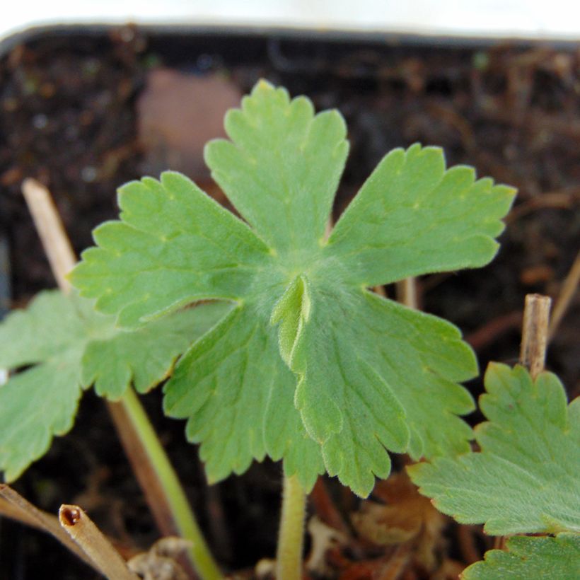 Geranium vivace monacense Anglicum (Feuillage)