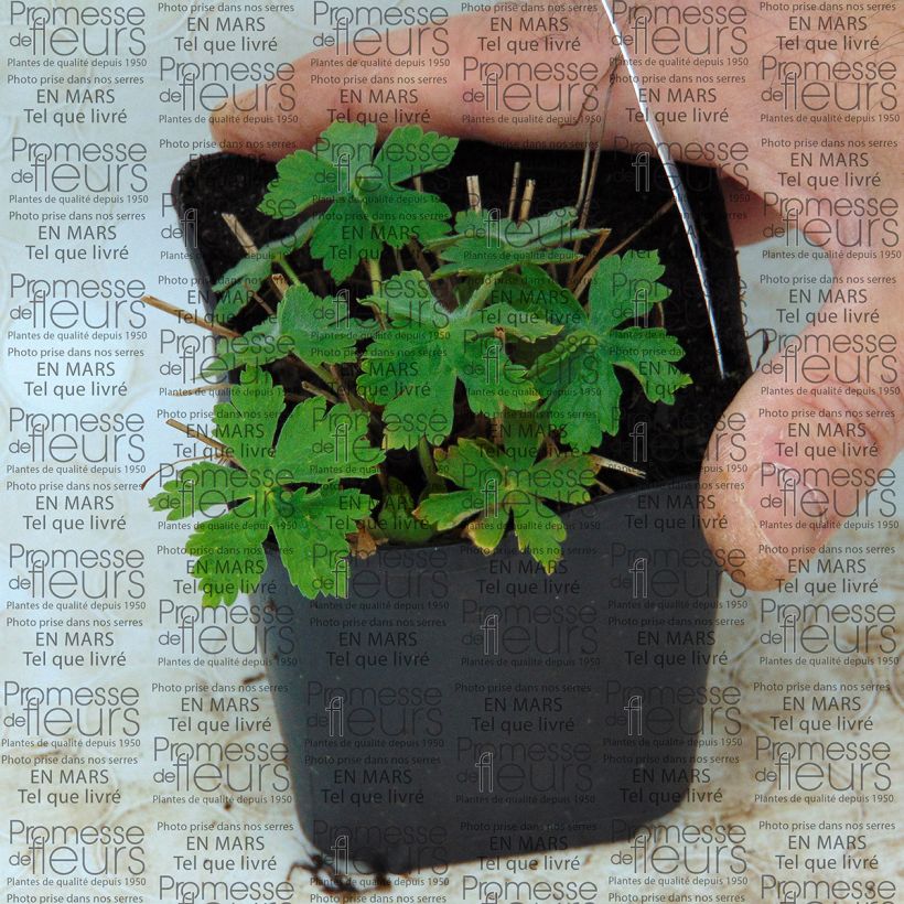 Exemple de spécimen de Geranium vivace monacense Anglicum tel que livré