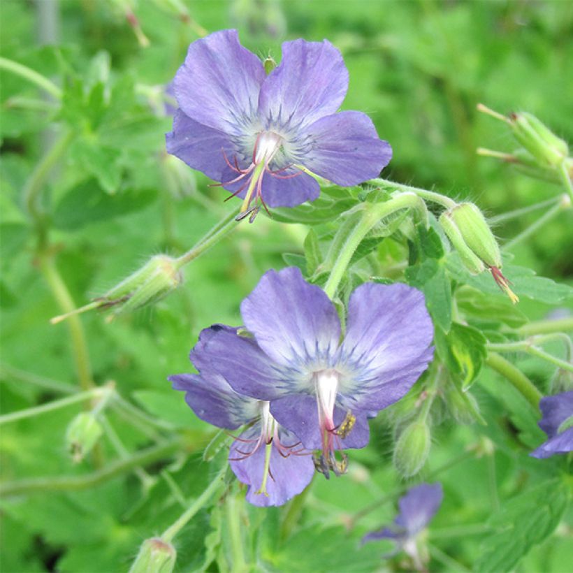 Geranium vivace monacense Anglicum (Floraison)