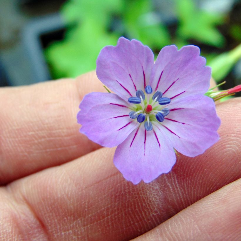 Géranium vivace nodosum  (Floraison)