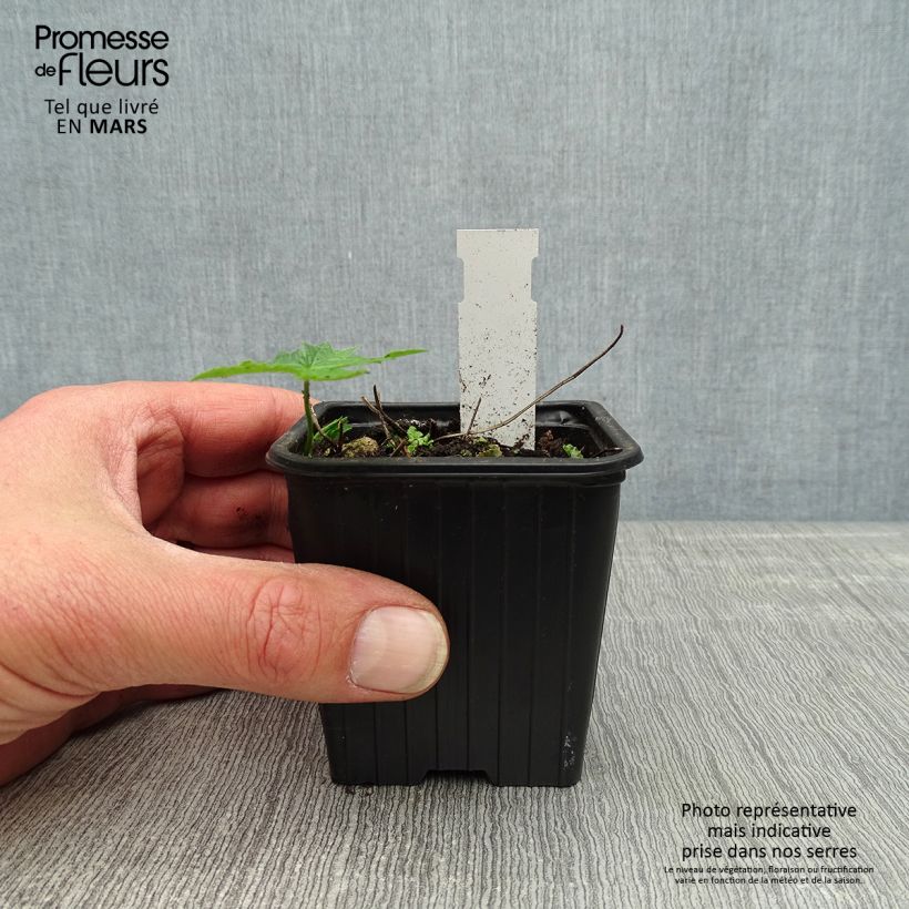 Spécimen de Géranium vivace nodosum Silverwood Godet de 9cm tel que livré au printemps