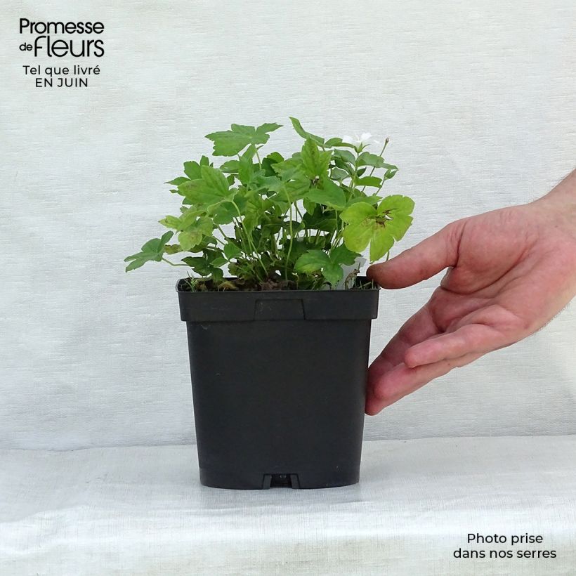 Spécimen de Géranium vivace nodosum Silverwood Pot de 2/3 L tel que livré en été