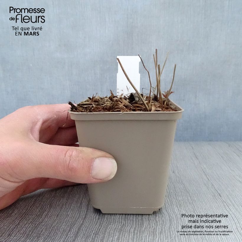 Spécimen de Geranium vivace nodosum Simon - Géranium noueux Godet de 9cm tel que livré au printemps