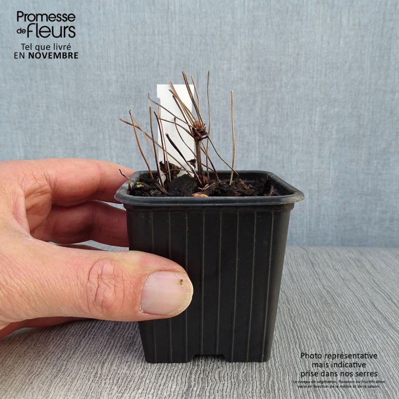 Spécimen de Géranium vivace nodosum  tel que livré en automne