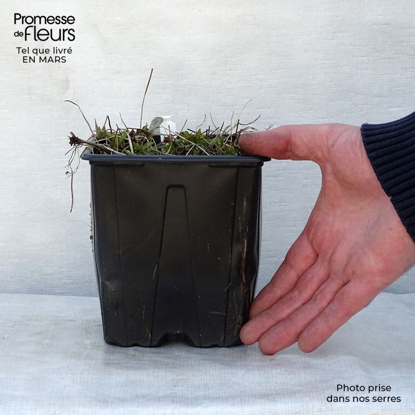 Spécimen de Géranium vivace nodosum en pot de 2/3 litres tel que livré au printemps