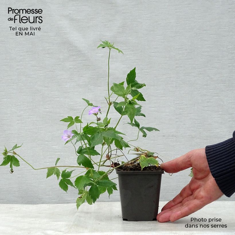 Spécimen de Géranium vivace nodosum en godet de 8/9 cm tel que livré au printemps