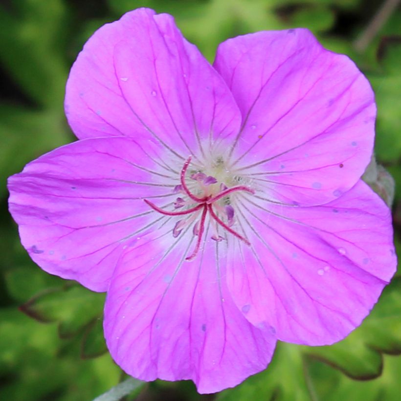 Géranium vivace orientalitibeticum (Floraison)