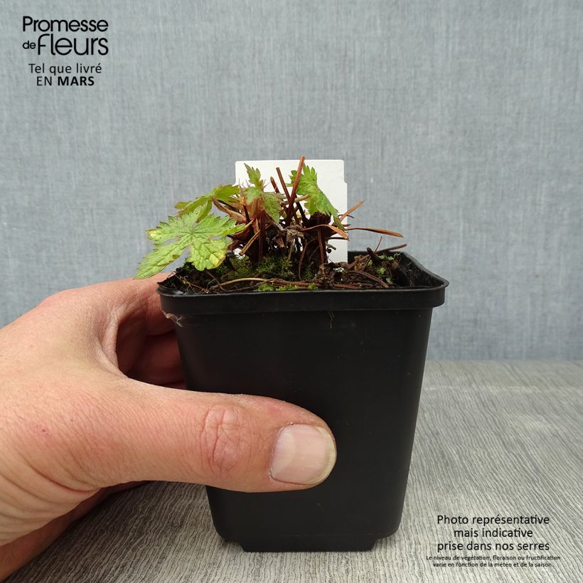 Spécimen de Géranium vivace oxonianum Ankum's White  tel que livré au printemps