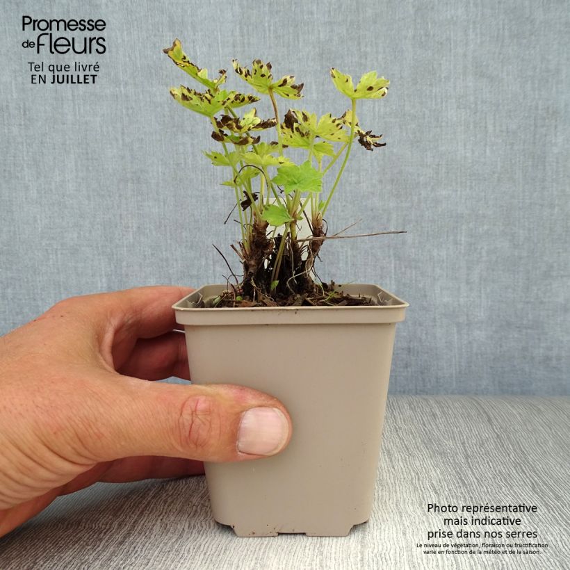 Spécimen de Géranium vivace oxonianum Claridge Druce Godet de 8/9 cm tel que livré en été