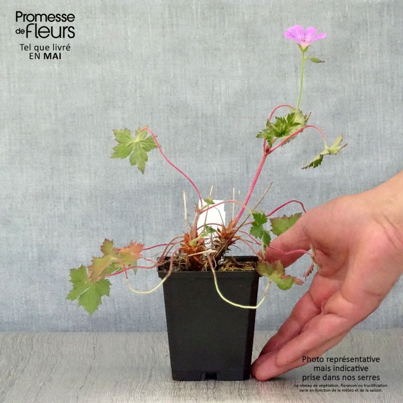 Spécimen de Géranium vivace oxonianum Claridge Druce Godet de 9cm tel que livré au printemps