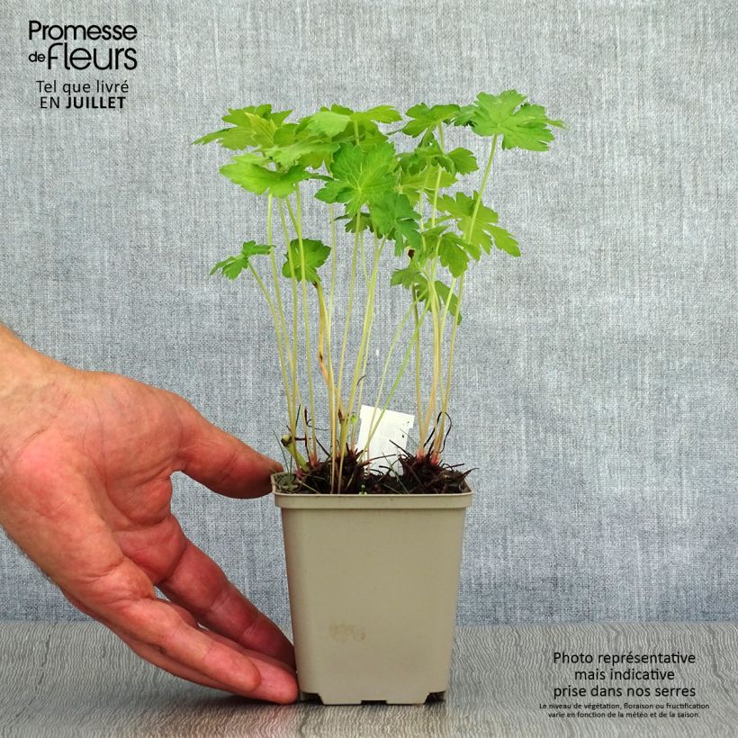 Spécimen de Géranium vivace oxonianum Hollywood Godet de 8/9 cm tel que livré en été