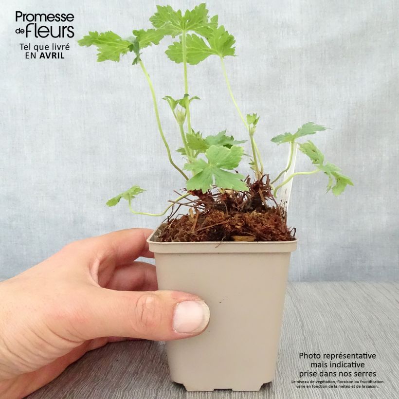 Spécimen de Géranium vivace oxonianum Hollywood Godet de 9cm tel que livré au printemps