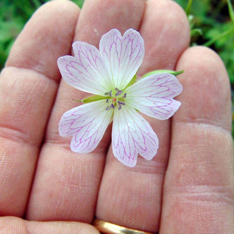 Géranium vivace oxonianum Katherine Adele (Floraison)