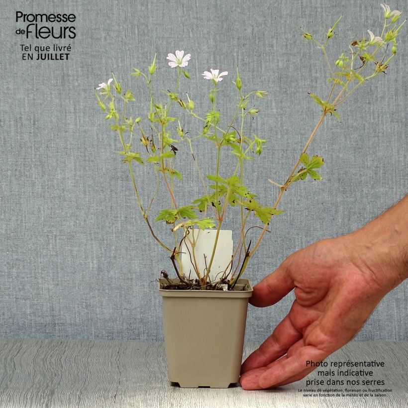 Spécimen de Géranium vivace oxonianum Katherine Adele Godet de 8/9 cm tel que livré en été