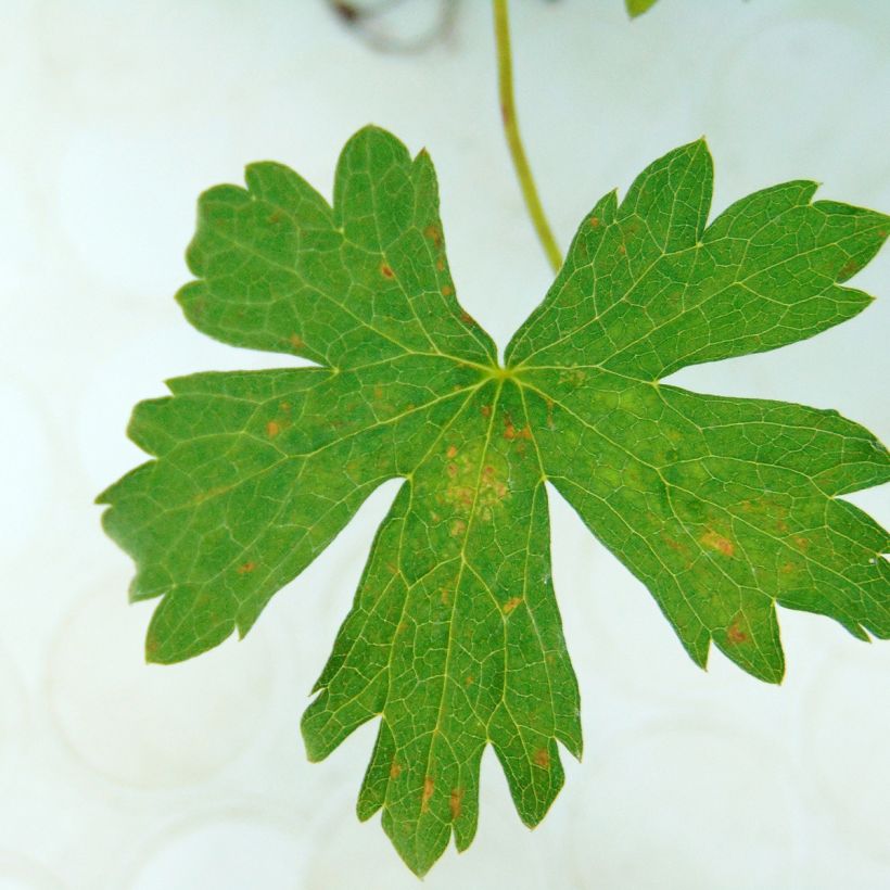 Géranium vivace oxonianum Rosenlicht (Feuillage)