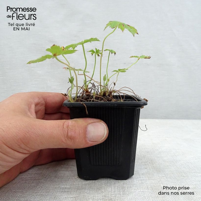 Spécimen de Géranium vivace oxonianum Rosenlicht Godet de 9cm tel que livré au printemps