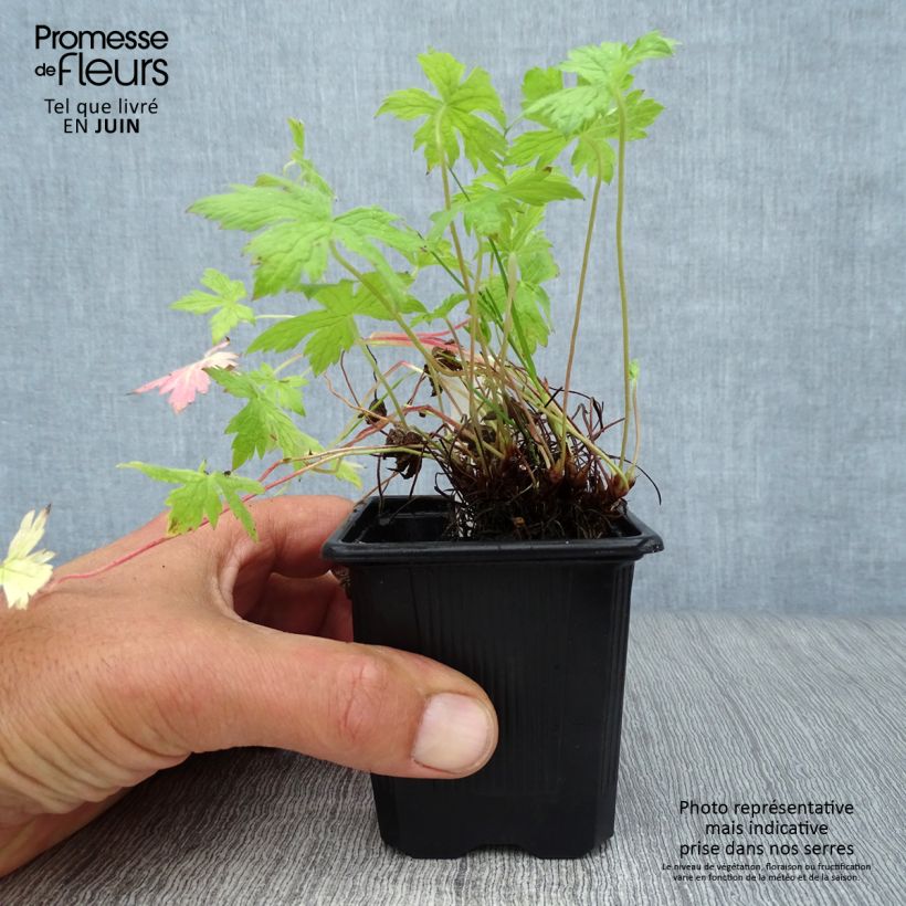 Spécimen de Géranium vivace oxonianum Rosenlicht Godet de 8/9 cm tel que livré en été