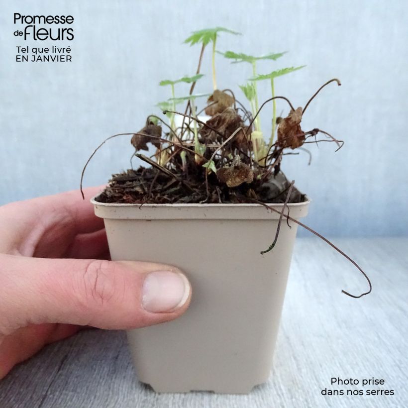 Spécimen de Géranium vivace oxonianum Sherwood tel que livré en hiver
