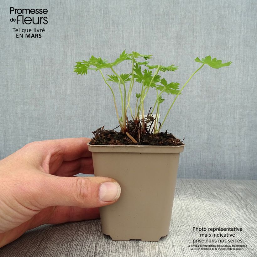 Spécimen de Géranium vivace oxonianum Sherwood Godet de 9cm tel que livré au printemps