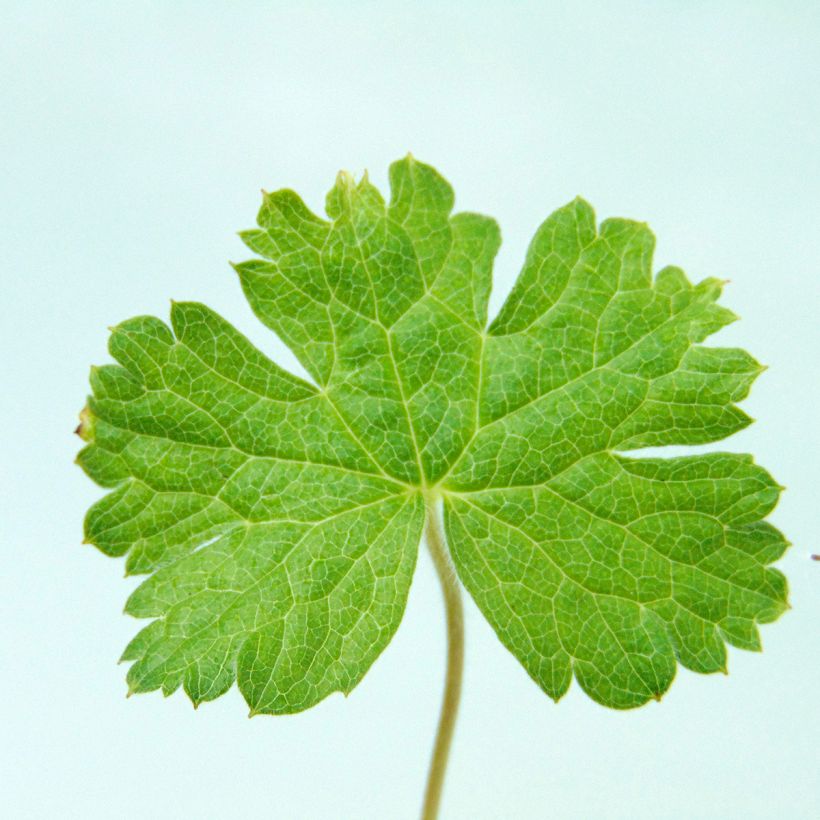 Geranium vivace oxonianum Southcombe Double (Feuillage)