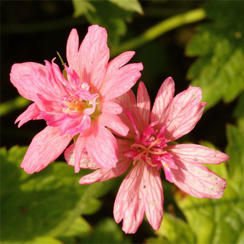 Geranium vivace oxonianum Southcombe Double (Floraison)