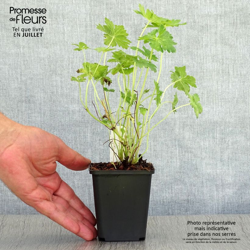 Spécimen de Geranium vivace oxonianum Southcombe Double Godet de 8/9 cm tel que livré en été