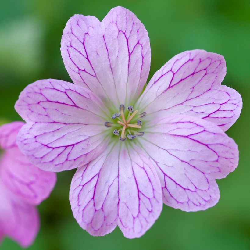 Géranium vivace oxonianum Walter s Gift (Floraison)