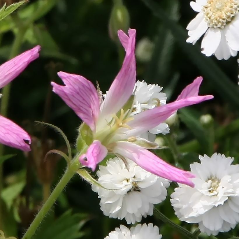 Géranium vivace oxonianum f.thurstonianum (Floraison)