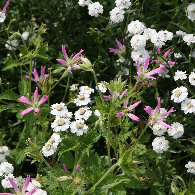 Géranium vivace oxonianum f.thurstonianum (Port)