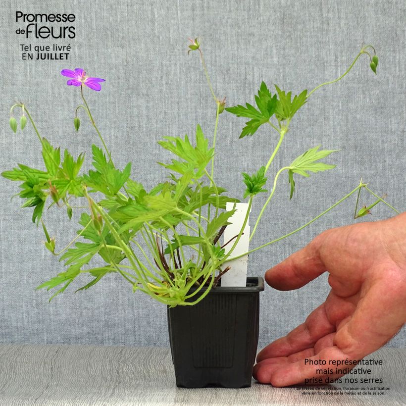 Spécimen de Géranium vivace palustre Godet de 8/9 cm tel que livré en été