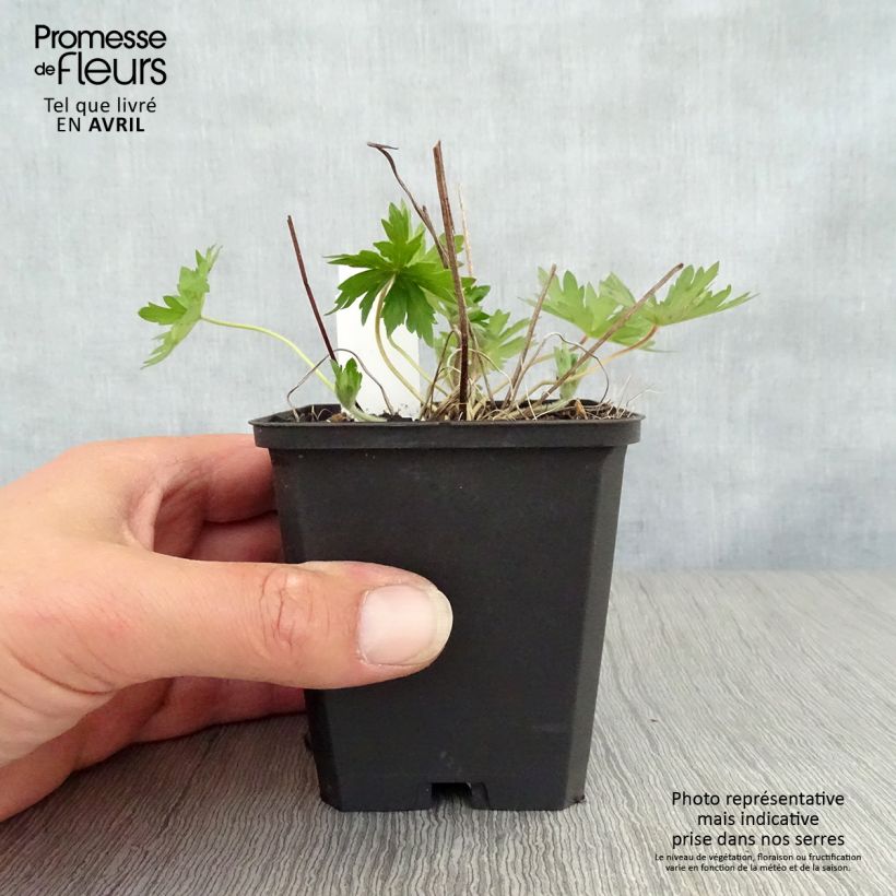 Spécimen de Géranium vivace palustre Godet de 9cm tel que livré au printemps