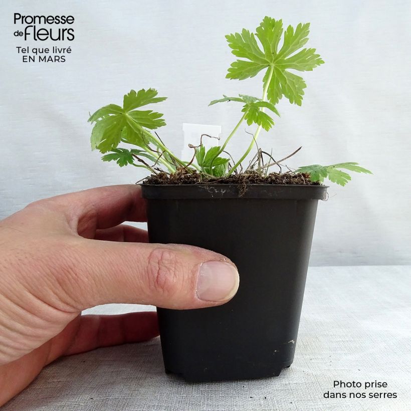 Spécimen de Géranium vivace phaeum Album Godet de 9cm tel que livré au printemps