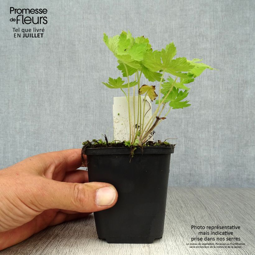 Spécimen de Géranium vivace phaeum Godet de 8/9 cm tel que livré en été
