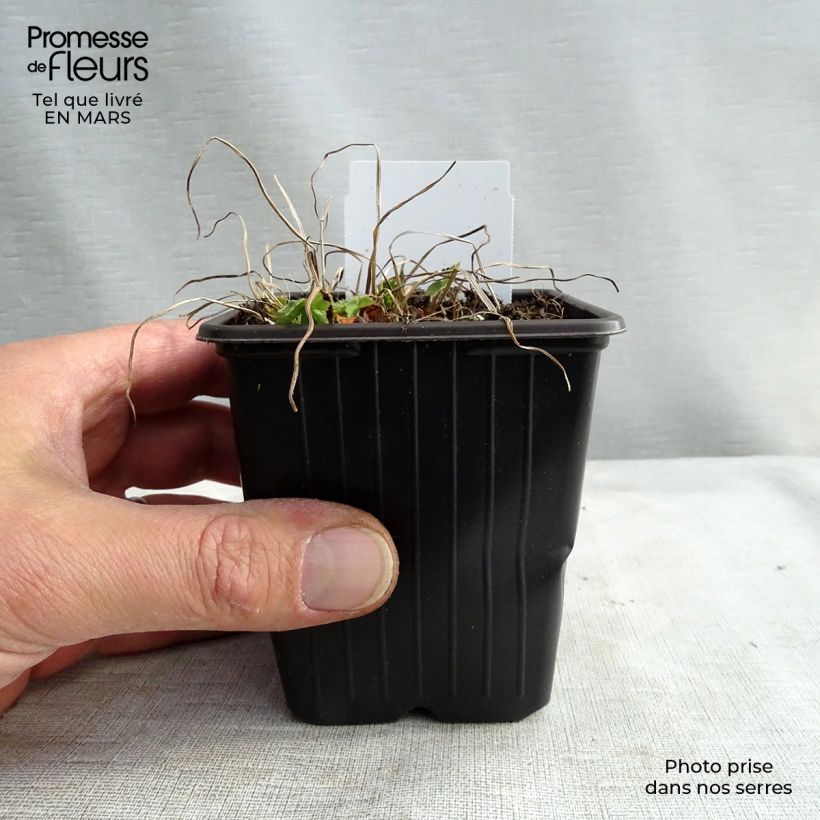 Spécimen de Géranium vivace phaeum Godet de 9cm tel que livré au printemps