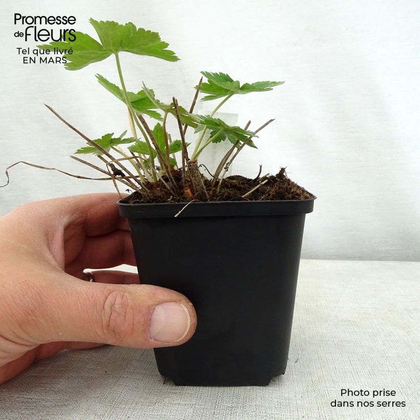 Spécimen de Géranium vivace phaeum Golden Spring Godet de 9cm tel que livré au printemps