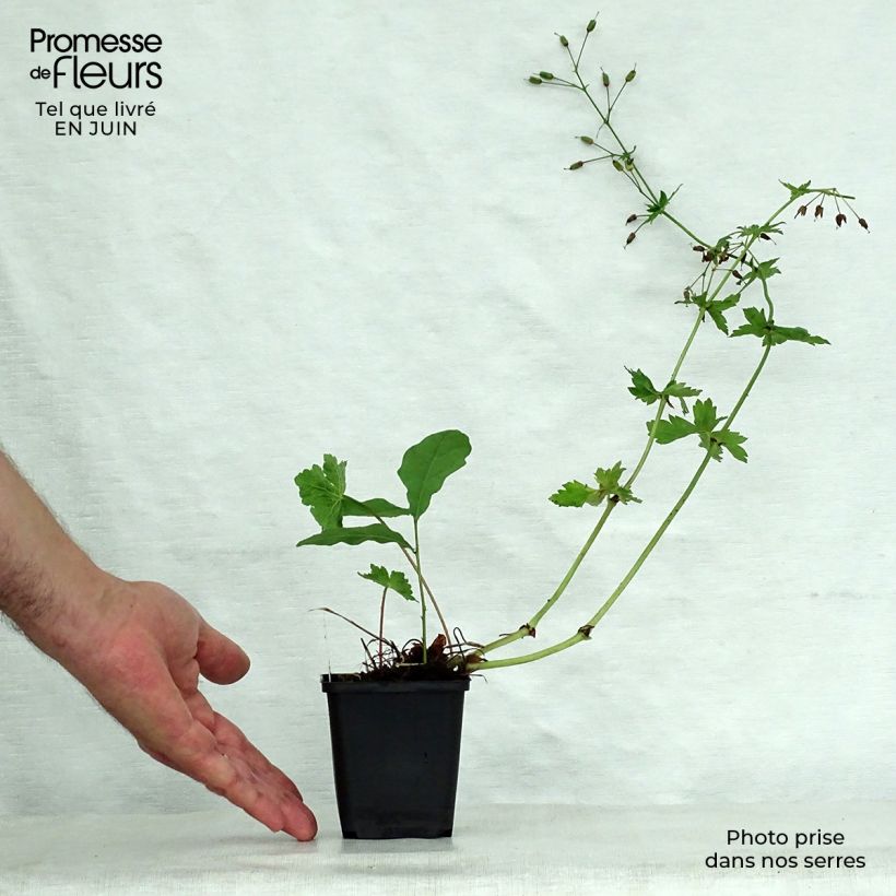 Spécimen de Géranium vivace phaeum Golden Spring Godet de 8/9 cm tel que livré en été