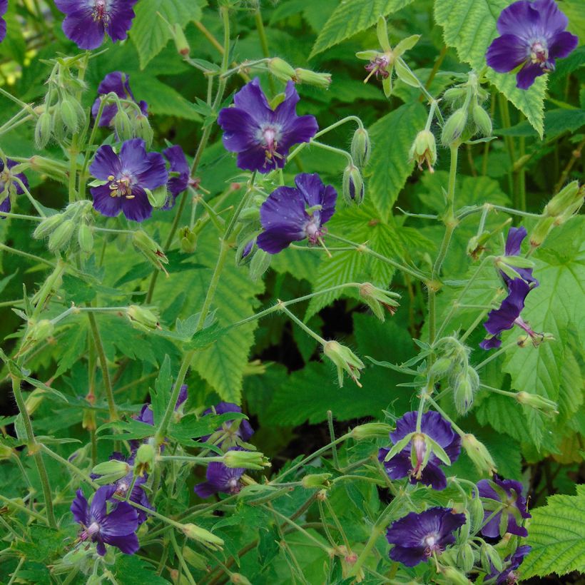 Géranium vivace phaeum Lily Lovell (Port)