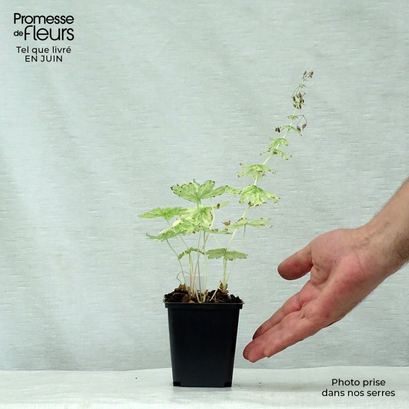 Spécimen de Géranium vivace phaeum Margaret Wilson Godet de 8/9 cm tel que livré en été
