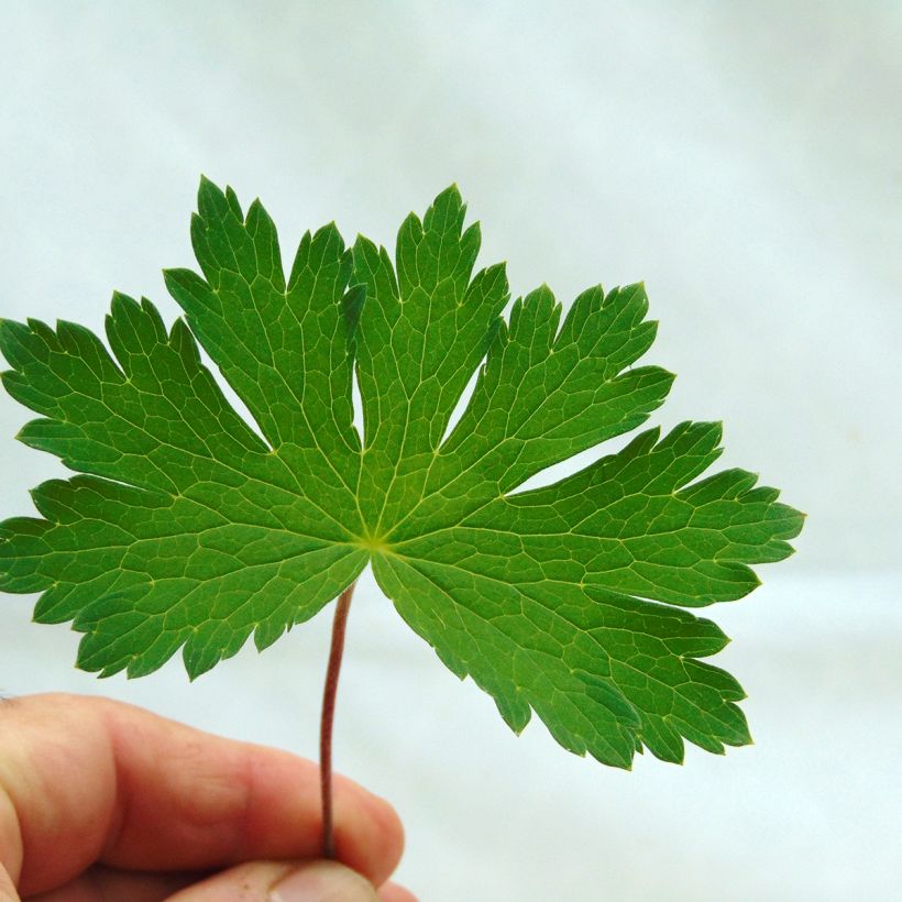 Geranium vivace phaeum Mourning Widow (Feuillage)