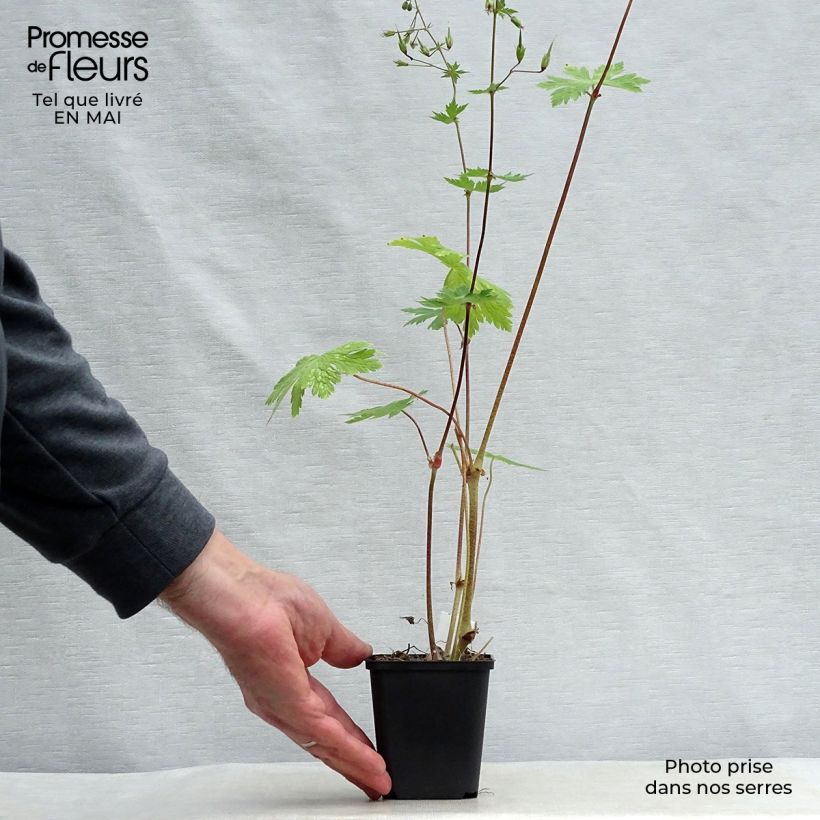 Spécimen de Geranium vivace phaeum Mourning Widow Godet de 9cm tel que livré au printemps