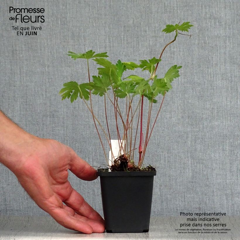 Spécimen de Geranium vivace phaeum Mourning Widow Godet de 8/9 cm tel que livré en été