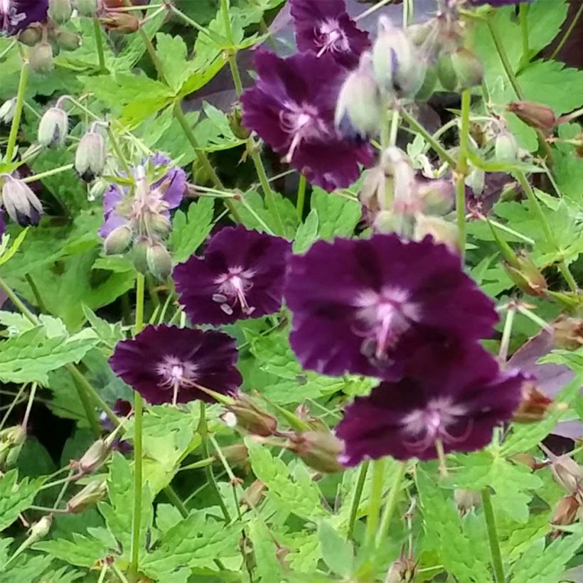 Geranium vivace phaeum Raven - Géranium vivace livide (Floraison)