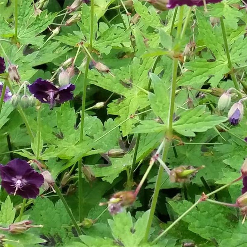 Geranium vivace phaeum Raven - Géranium vivace livide (Feuillage)