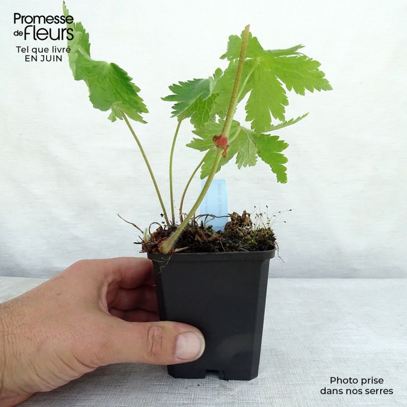 Spécimen de Geranium vivace phaeum Raven - Géranium vivace livide Godet de 8/9 cm tel que livré en été