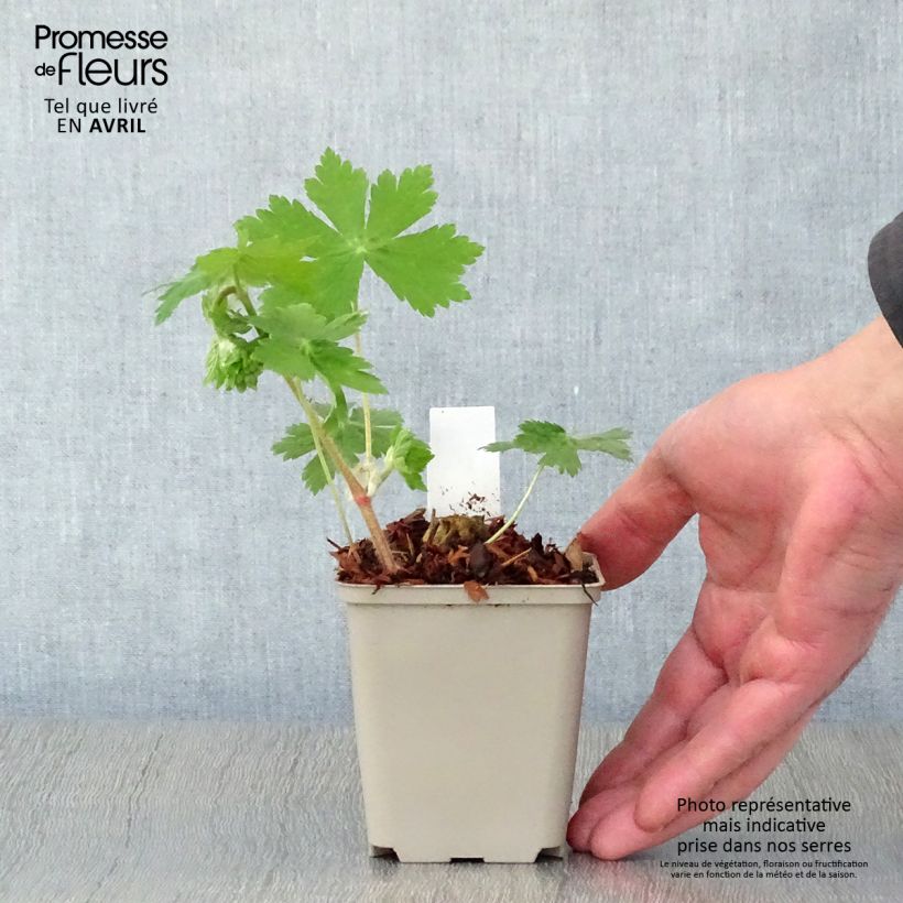 Spécimen de Geranium vivace phaeum Raven - Géranium vivace livide Godet de 9cm tel que livré au printemps